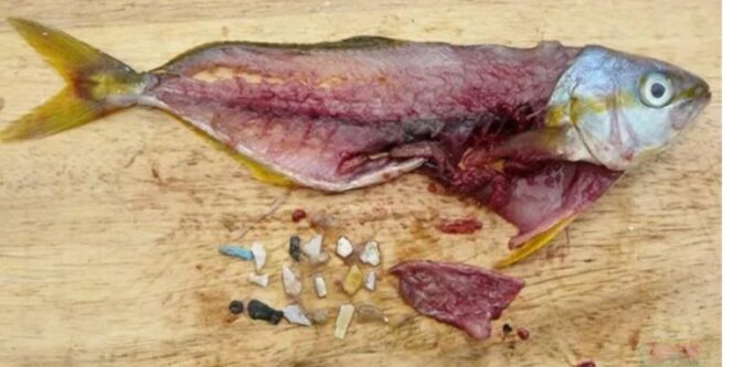 
					“Strategi Pengolahan Pangan Laut Bebas Mikroplastik sebagai Upaya Pencegahan Alzheimer”