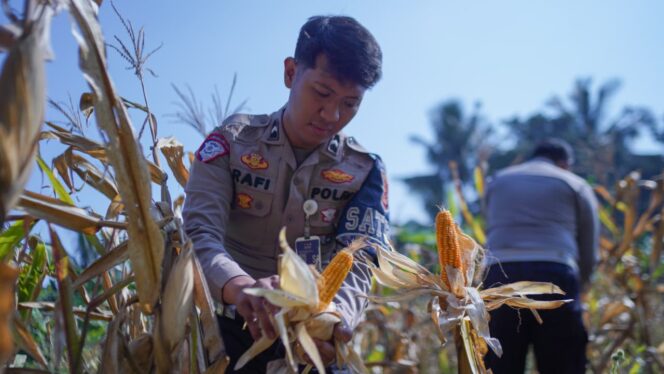 
					Optimalisasi Lahan Produktif, Satlantas Polres Bogor Laksanakan Penanaman Jagung